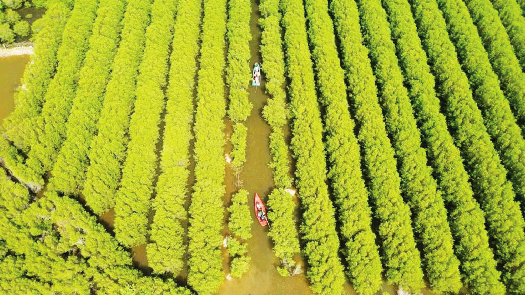 Cánh rừng ngập mặn bàu Cá Cái, hơn 80 ha trải dài tạo thành mảng xanh rộng lớn khi nhìn từ trên cao.