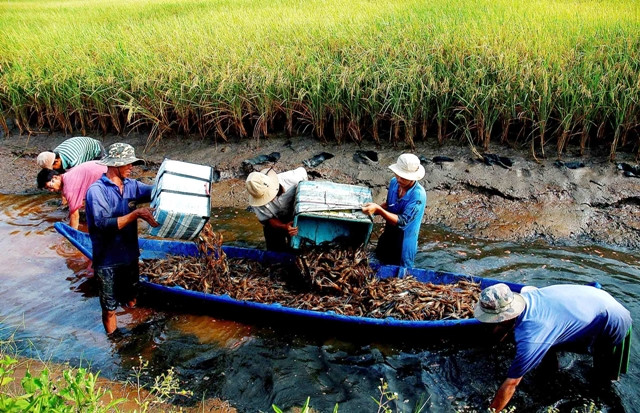 Nhiều hộ nông dân ở huyện Thới Bình trúng lớn mùa tôm càng xanh nuôi xen canh trên truộng lúa.