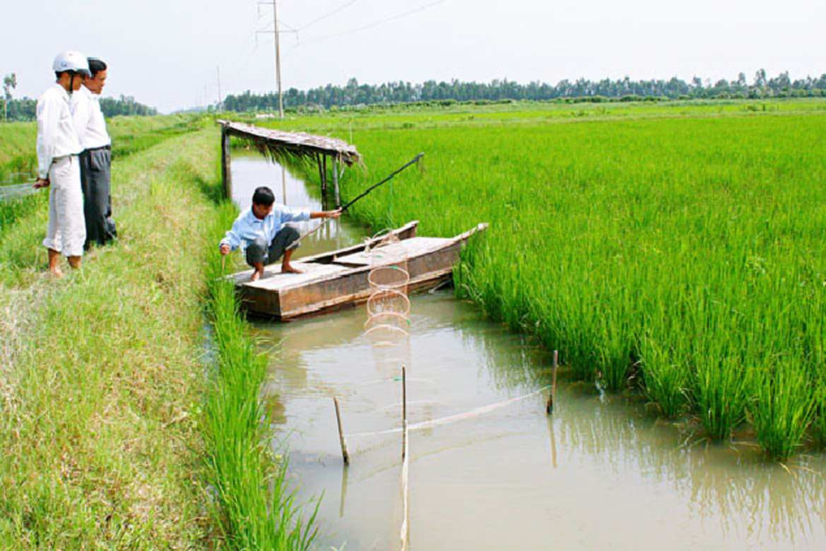 Người dân kết hợp nuôi tôm trong ruộng lúa 