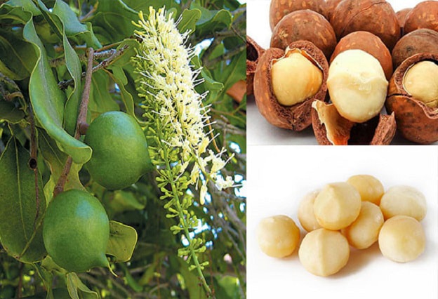 Kỹ thuật trồng, chăm sóc cây mắc ca