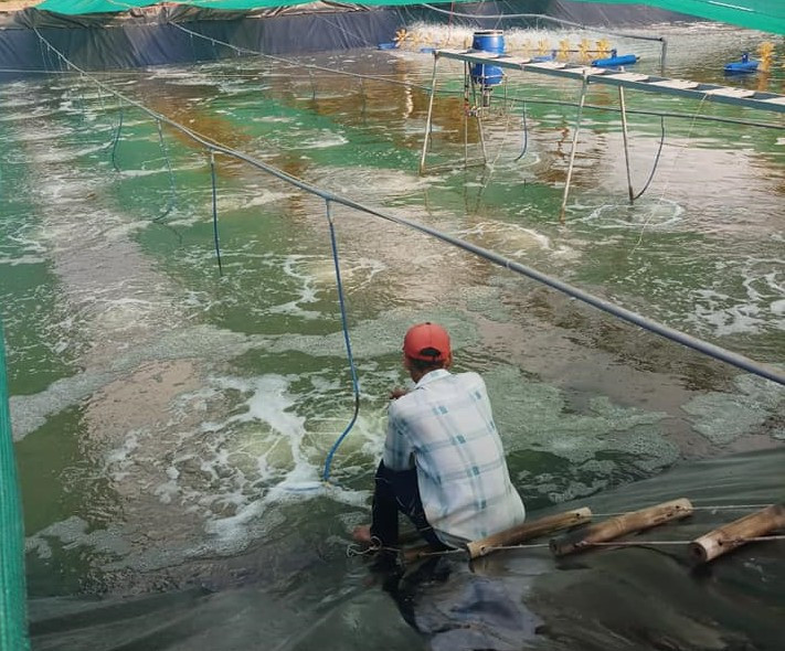 Việc nôi tôm trong vuông không còn là lựa chọn duy nhất của nông dân ở ĐBSCL