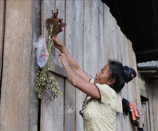 Nghi thức văn hóa cắm hoa mào gà lên đầu hồi nhà sàn trước ngày bản làng tổ chức Tết hoa. Ảnh: Xuân Tiến/TTXVN