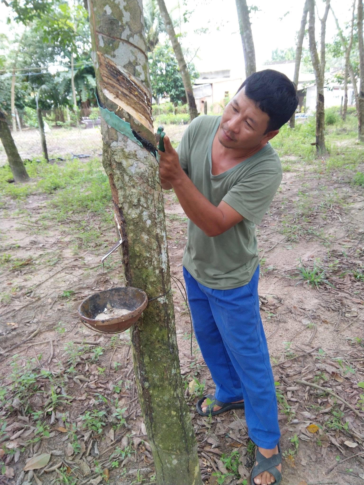 Khai thác mủ cao su ở HTX Thiên Phú