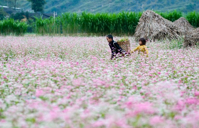Lễ hội hoa Tam giác mạch tỉnh Hà Giang nhằm quảng bá, tôn vinh giá trị di sản, phát huy tiềm năng, lợi thế về du lịch, cải thiện sinh kế cho đồng bào các dân tộc vùng cao núi đá. Ảnh: Tư liệu