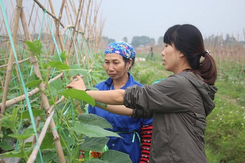 Cán bộ của HTX Rau sạch Yên Dũng hướng dẫn các thành viên thực hiện quy trình sản suất.