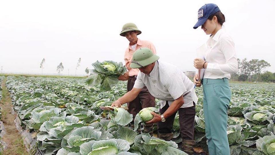 Sản phẩm của HTX rau sạch Yên Dũng được kiểm tra nghiêm ngặt trong quá trình sản xuất