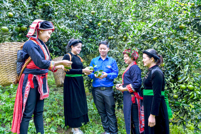 Cam sành Hàm Yên (Tuyên Quang) là sản phẩm OCOP được gắn sao