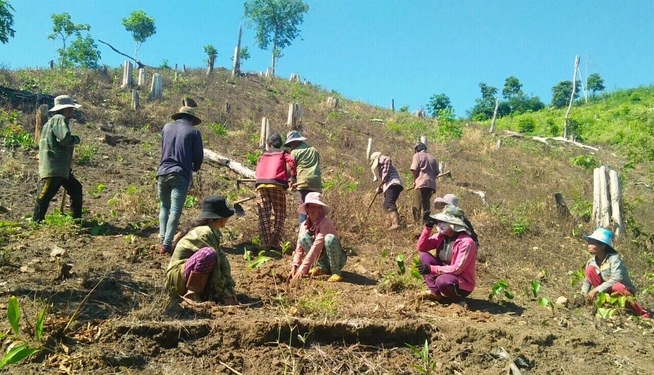 Các huyện miền núi tỉnh Khánh Hòa đang bước vào mùa trồng rừng