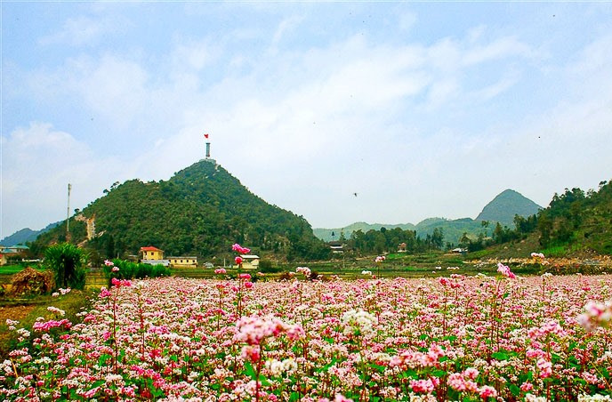 Hoa tam giác mạch (Hà Giang)