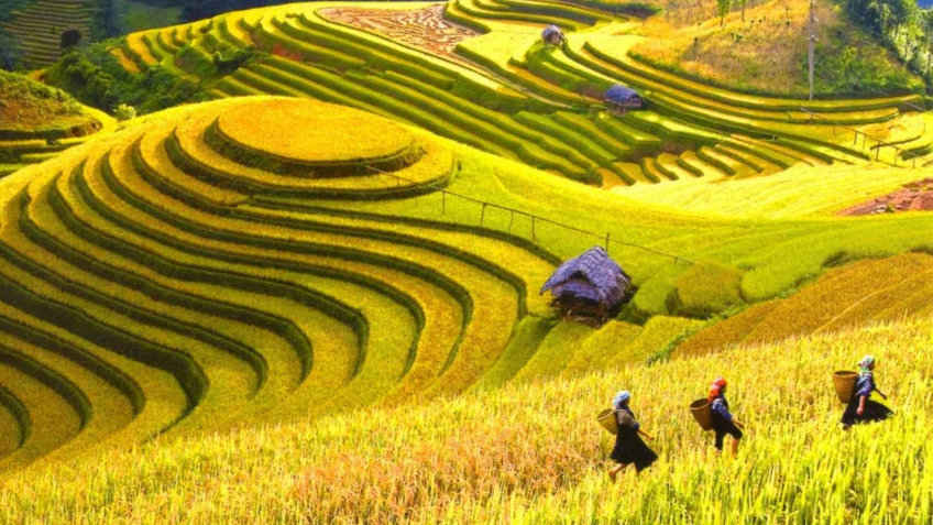 Ruộng bậc thang Mù Căng Chải (Yên Bái)