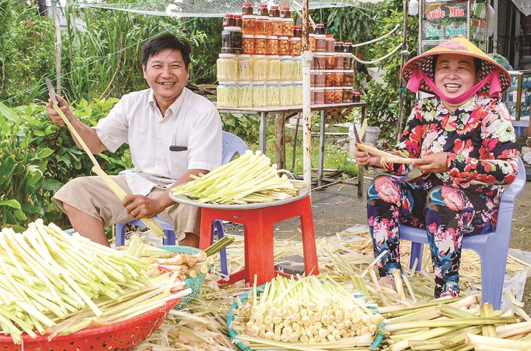 Người dân sơ chế bồn bồn để làm dưa