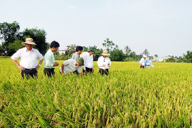 Phát triển HTX nông nghiệp là yêu cầu khách quan, cấp thiết để đảm bảo cho kinh tế nông nghiệp của tỉnh Quảng Nam phát triển bền vững (Ảnh: TL)