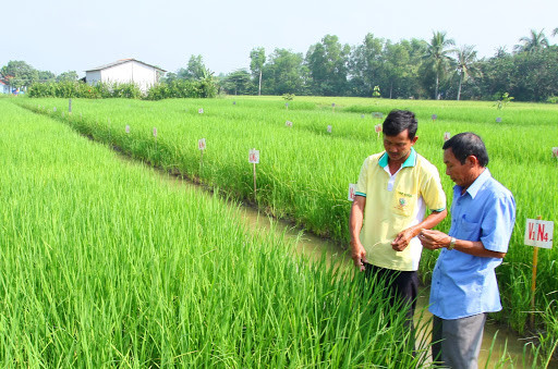 Việc đưa các giống lúa mới vào gieo trồng giúp tăng năng suất, chất lượng và giá thành lúa