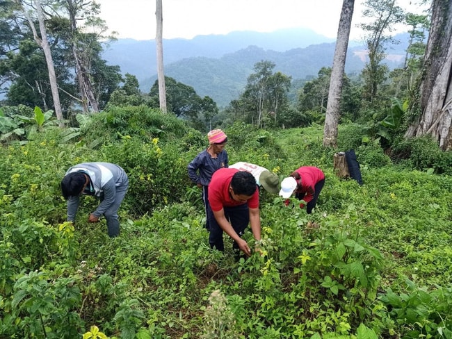 Nhờ mô hình trồng cây dược liệu mà hàng nghìn hộ dân ở huyện Tây Giang (Quảng Nam) vươn lên thoát nghèo, ổn định cuộc sống.