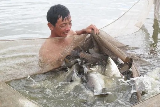 Nuôi cá chẽm trong ao mang lại hiệu quả kinh tế cao. Ảnh TL