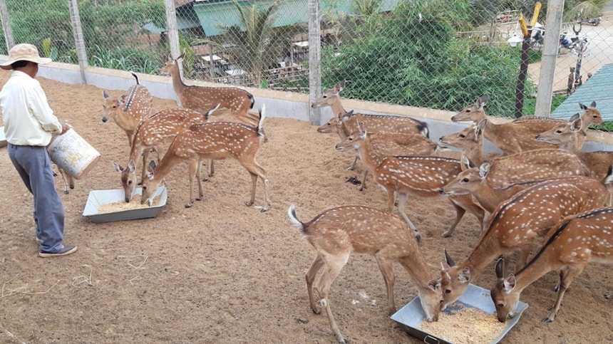 Nhiều hộ dân ở xã Hiếu Liêm, huyện Vĩnh Cửu (Đồng Nai) trở thành tỷ phú nhờ nuôi hươu nai.
