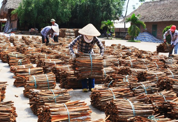 Sản xuất quế để xuất khẩu của một số HTX trên địa bàn huyện Trấn Yên, tỉnh Yên Bái, đã góp phần nâng cao thu nhập cho người dân. 