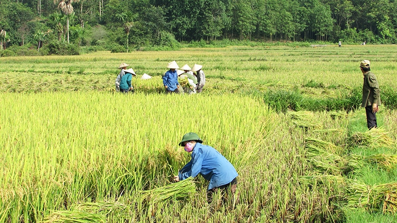 Nhờ thực hiện mô hình HTX kiểu mới, thôn Chang, xã Việt Lâm (Vị Xuyên, Hà Giang) đã có những bước phát triển rõ rệt. Ảnh Hải Lam