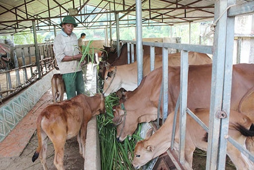 Nuôi bò vỗ béo nhốt chuồng, hướng đi mới cho bà con nông dân.