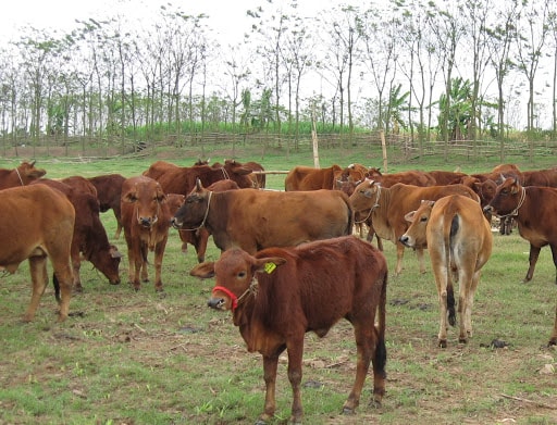 Nuôi bò tập trung đang là hướng phát triển kinh tế hiệu quả của xã Tông Cọ