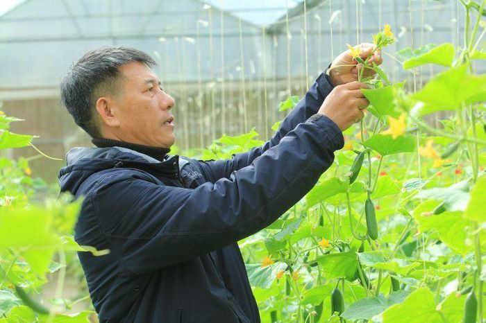 Ông Mai Văn Khẩn trực tiếp kiểm tra, chăm sóc sản phẩm nông nghiệp của HTX
