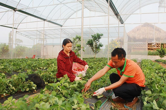 Mô hình trồng dâu tây của HTX nông nghiệp sinh thái Nà Sản (Mai Sơn). Ảnh TL