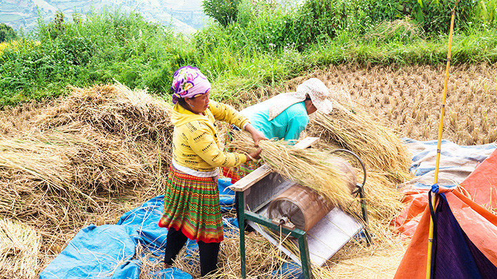 Đồng bào vùng cao cần được hỗ trợ những máy tuốt lúa gọn nhẹ để dễ di chuyển trên địa hình sườn dốc 