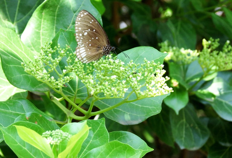 Cây vọng cách Cây vọng cách
