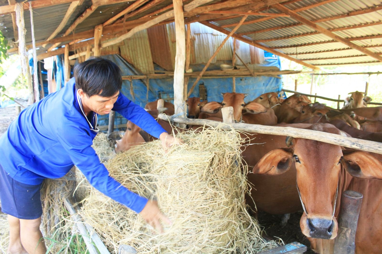 Nguồn vốn từ Chương trình giảm nghèo hỗ trợ bà con nuôi bò phát triển kinh tế. Ảnh TL