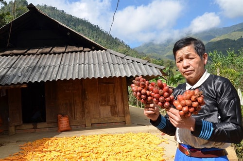 Nhờ mạnh dạn chuyển đổi cơ cấu cây trông, ông Giàng A Chu đã thoát nghèo, vươn lên làm giàu.