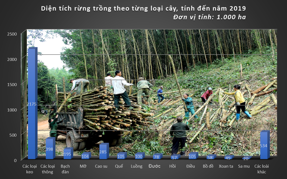 Cây keo chiếm diện tích lớn nhất trong tổng diện tích rừng trồng hiện nay. (Nguồn: Tổng cục Lâm nghiệp; Đồ họa: Sỹ Hào)