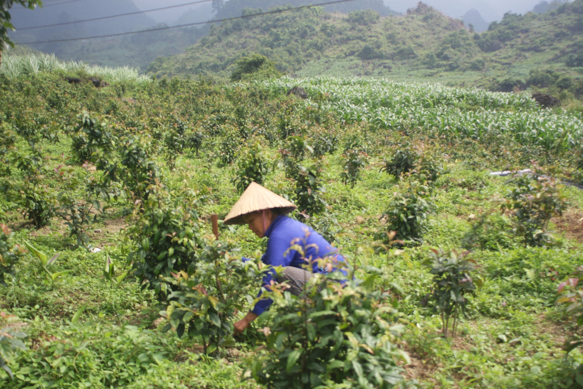 Bà con dân tộc Bố Y , xã Quyết Tiến, huyện Quản Bạ, Hà Giang phát triển diện tích trồng cây dược liệu