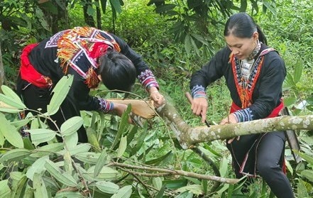 Người dân thu hoạch quế