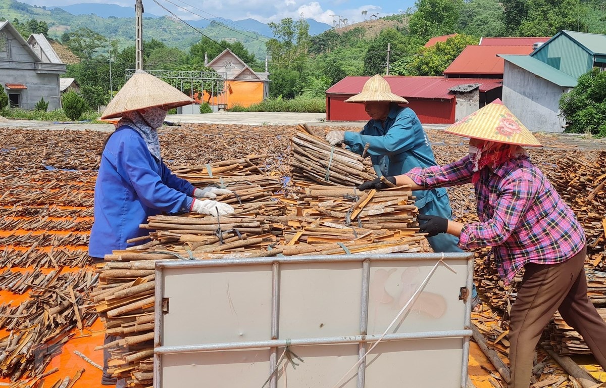 Quế Nậm Đét được xuất khẩu sang các thị trường lớn như Ấn Độ, Nhật Bản, EU