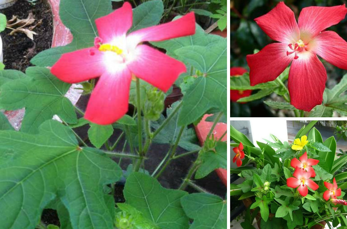 Những bài thuốc hay từ cây sâm bố chính