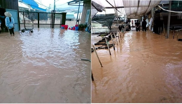 Cảnh ngập lụt gây hư hại nặng nề cho các nhà kính khi trời mưa to, lũ về ở Lạc Dương