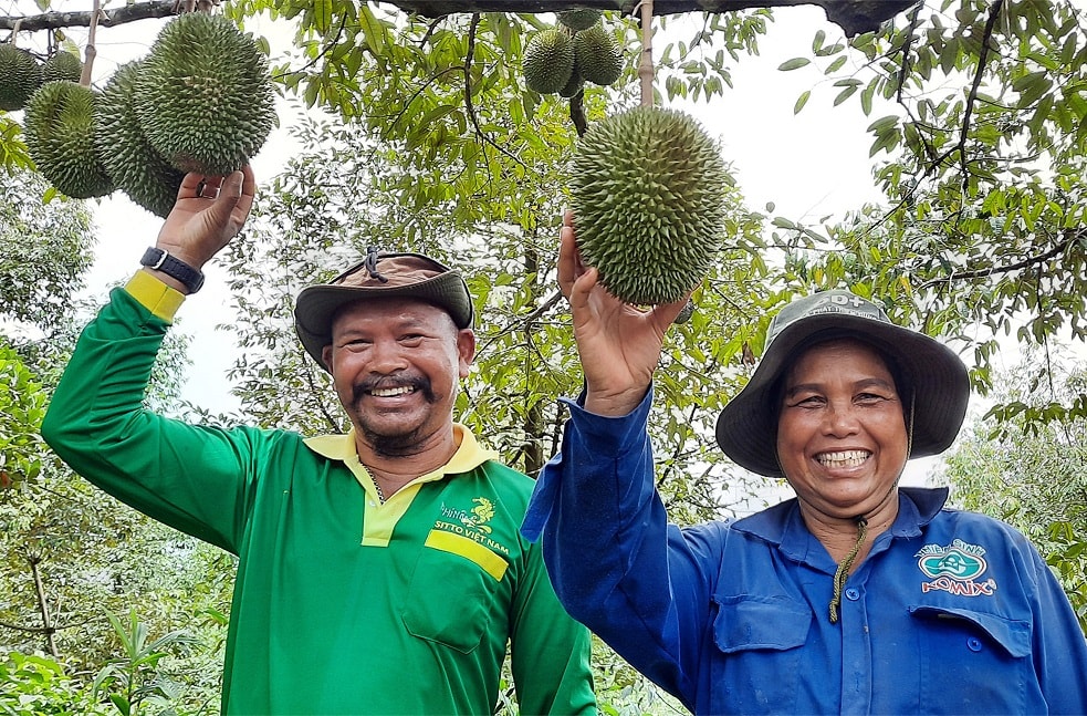 Vợ chồng Ka Hiên trong vườn sầu riêng của mình
