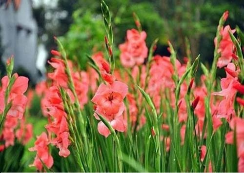 Kỹ thuật chăm sóc hoa lay ơn cho vụ Tết