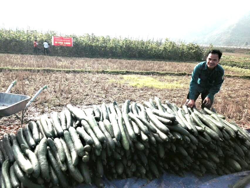 Quả bí đao xanh ở xã Văn Lang được trồng theo tiêu chuẩn VietGap. Quả bí đao xanh ở xã Văn Lang được trồng theo tiêu chuẩn VietGap.