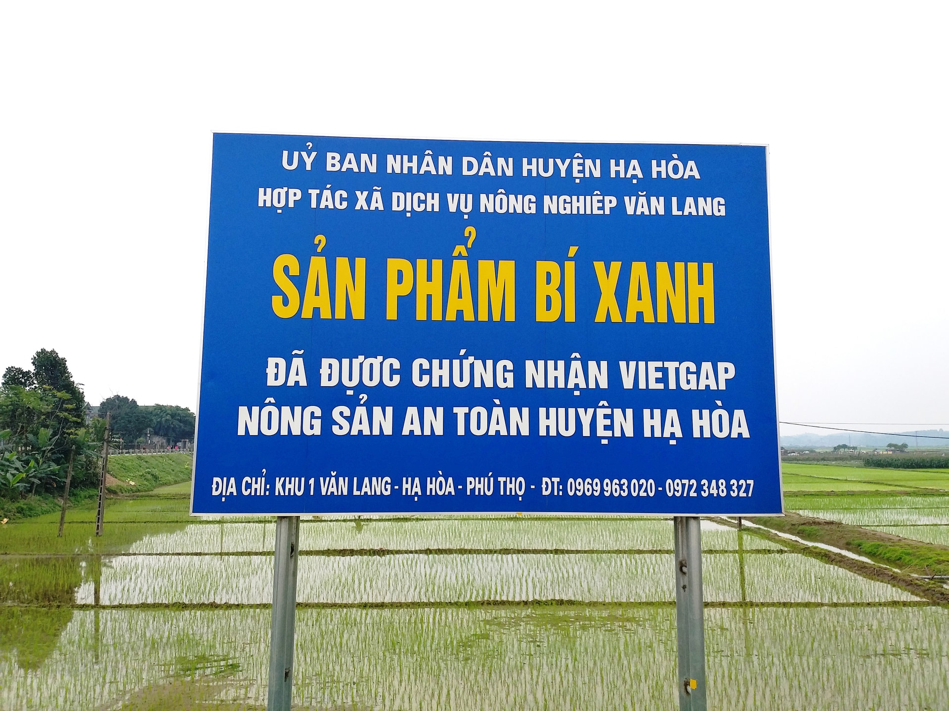 Biển giới thiệu sản phẩm bí xanh Văn Lang. Biển giới thiệu sản phẩm bí xanh Văn Lang.