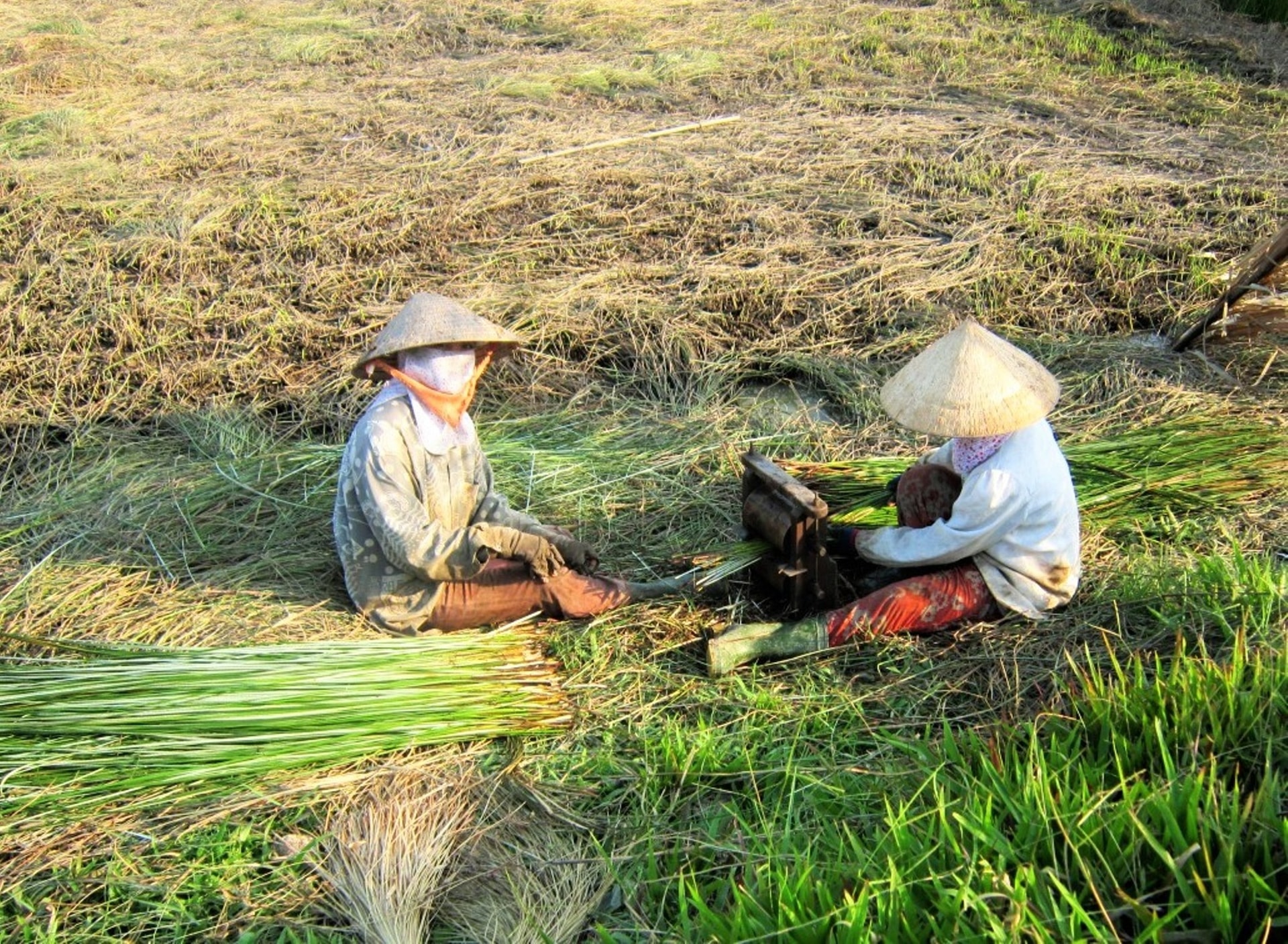 Người trồng lác ở làng nghề dệt chiếu Thành Thới B chẻ lác trước khi phơi.