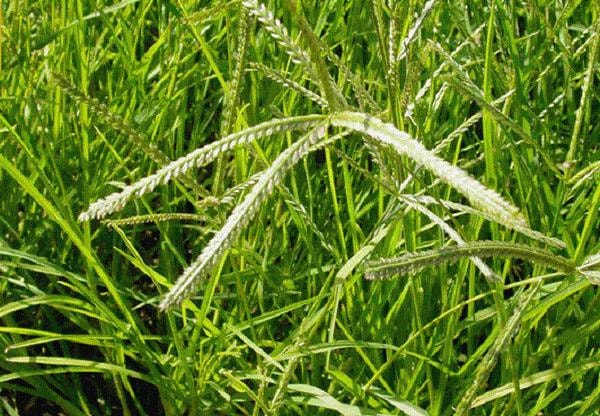 Cỏ mần trầu được sử dụng rất nhiều trong y học cổ truyền.