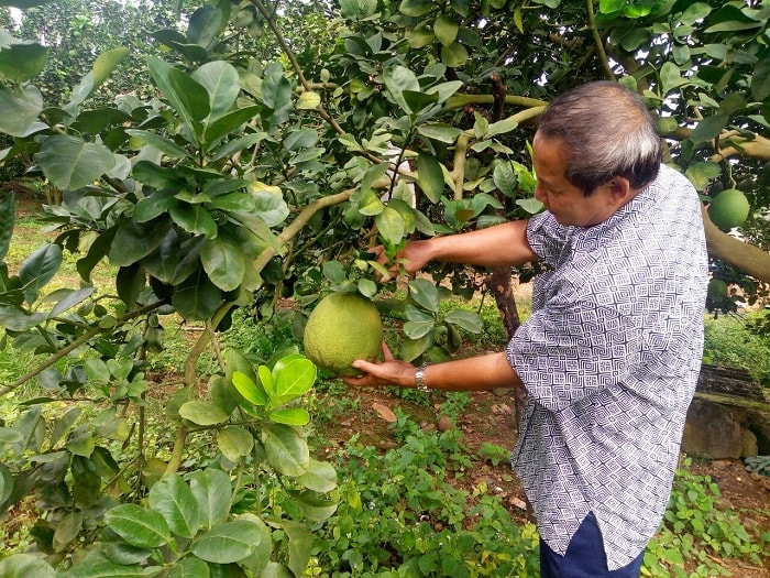 Ông Trần Văn Hiệp đứng nhìn những cây bưởi ra trái sớm