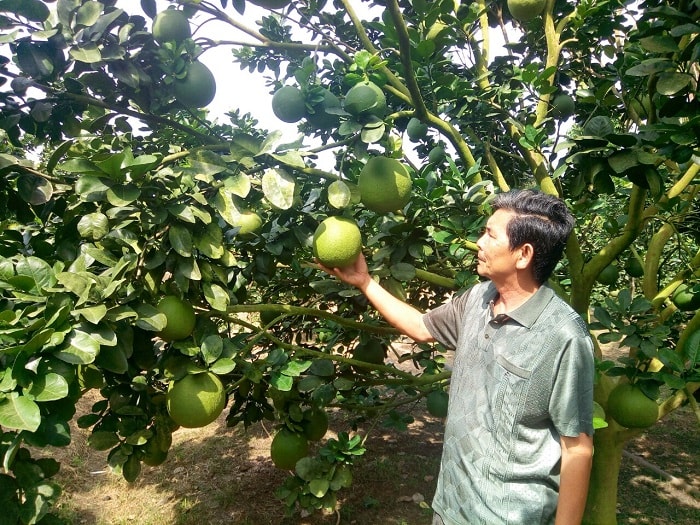 Ông Phạm Văn Ta đi thăm vườn bưởi của gia đình