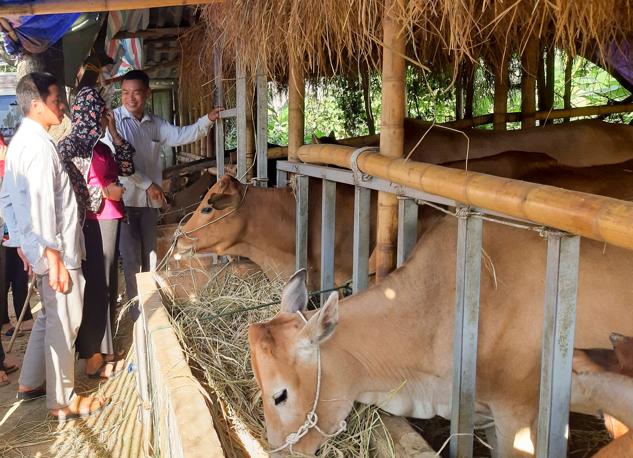 Mô hình nuôi bò sinh sản được triển khai hiệu quả tại nhiều địa phương trong tỉnh.