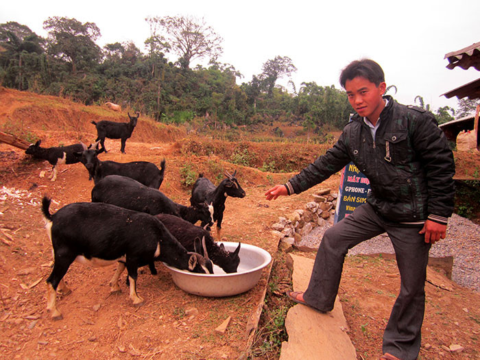 Người dân thôn Trung Vàng Khổ, xã Trung Thu chăm sóc đàn dê. Ảnh TL