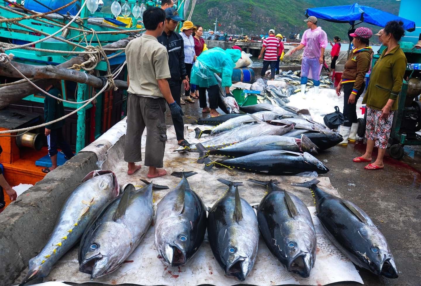 Nhờ nghề câu cá ngừ đại dương, nhiều ngư dân ở Tam Quan Bắc đổi đời Nhờ nghề câu cá ngừ đại dương, nhiều ngư dân ở Tam Quan Bắc đổi đời