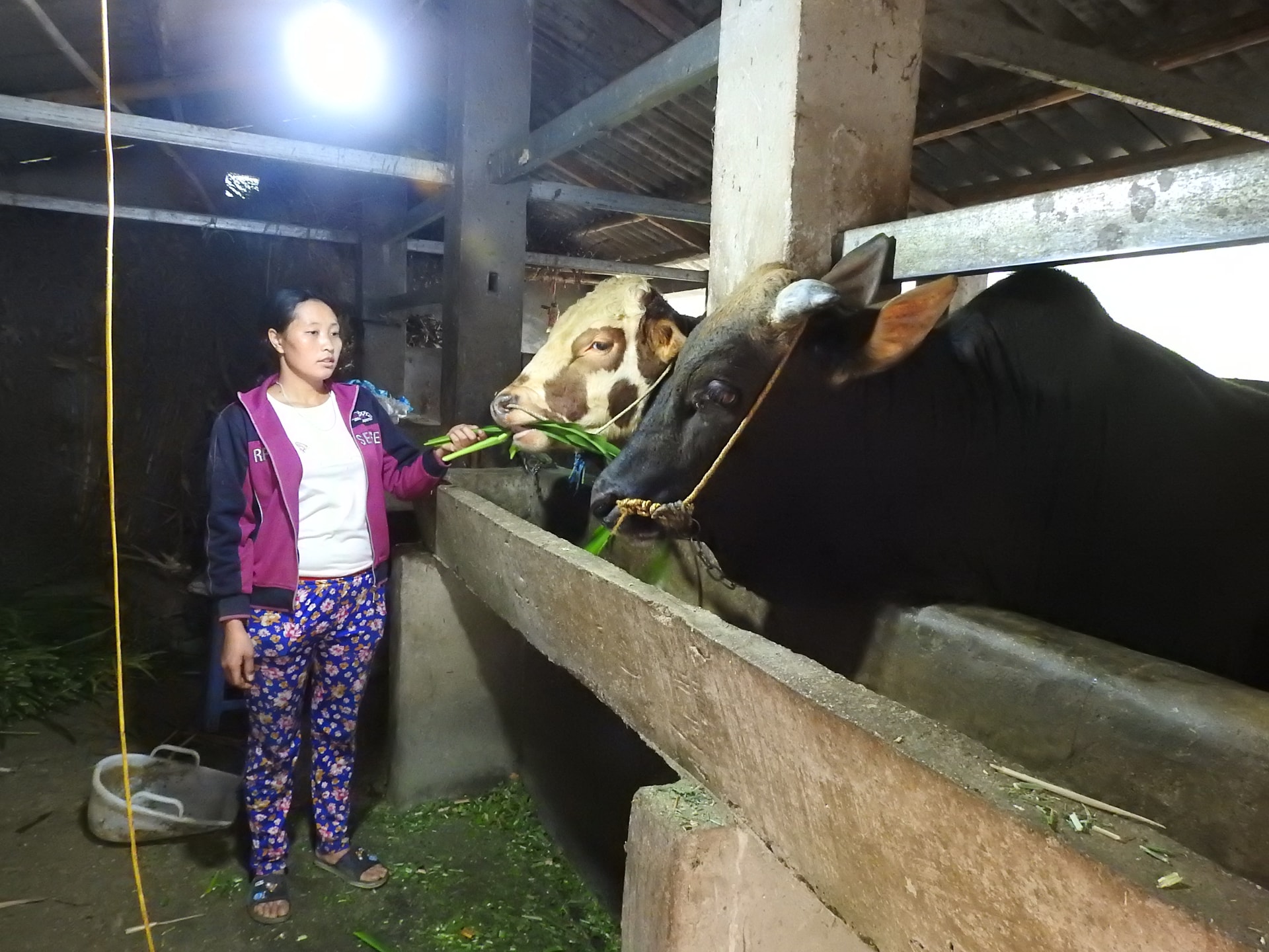 Vợ anh Sùng Mí Sính chăm sóc đàn bò của gia đình Vợ anh Sùng Mí Sính, xã Pả Vi chăm sóc đàn bò của gia đình