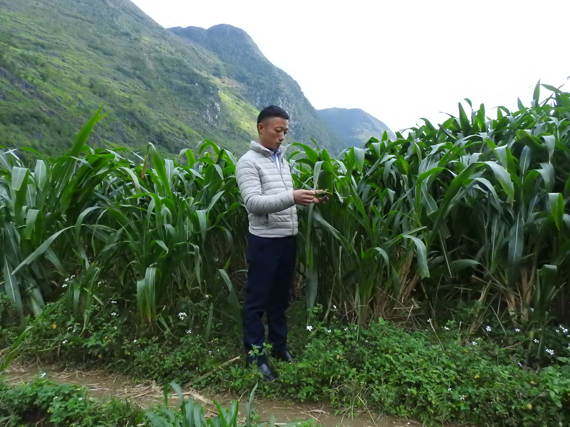 Đồng chí Vàng Mí Trạng, Phó Bí thư Đảng ủy xã Pả Vi bên cánh đồng cỏ làm thức ăn cho trâu, bò Đồng chí Vàng Mí Trạng, Phó Bí thư Đảng ủy xã Pả Vi bên cánh đồng cỏ làm thức ăn cho trâu, bò