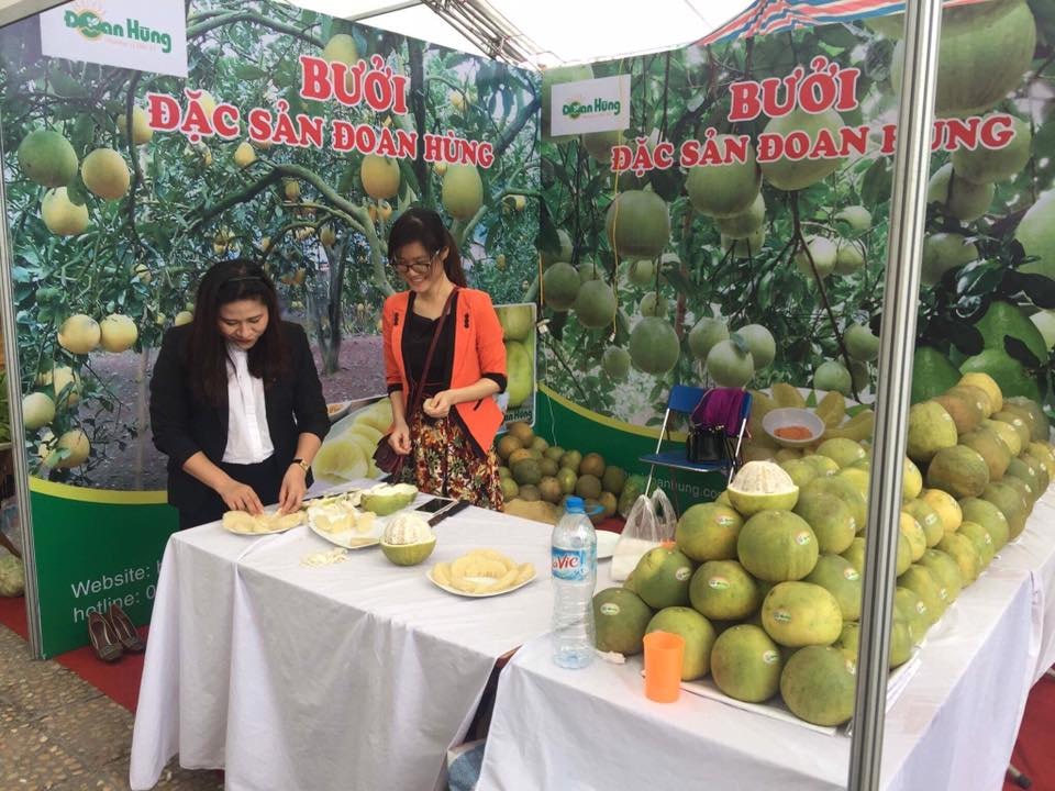 Bưởi Đoan Hùng đã được gắn thương hiệu sản phẩm. Bưởi Đoan Hùng đã được gắn thương hiệu sản phẩm.